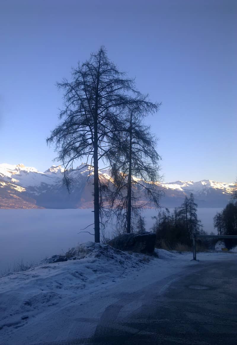 mélèze et mer de brouillard